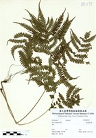 藏品(蓬萊鳳尾蕨)的圖片